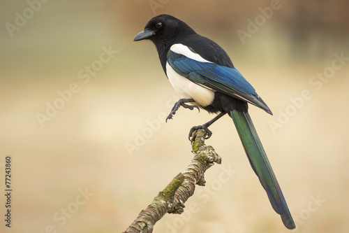 Fotografie, Obraz Magpie ( Pica pica ) perched on a branch
