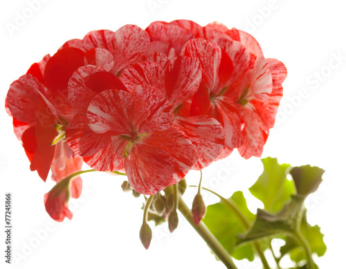 Fototapeta Naklejka Na Ścianę i Meble -  variegated pink and red geranium