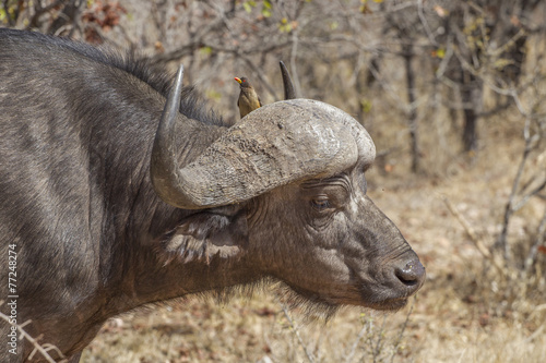 Two profiles - Red-billed oxpecker and African Buffalo (Buphagus © rugco