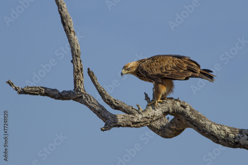 Tawny eagle (Aquila rapax) photo