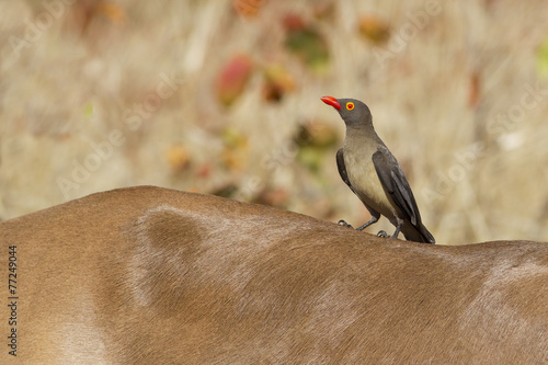 Foto Red-billed oxpecker (Buphagus erythrorhynchus)