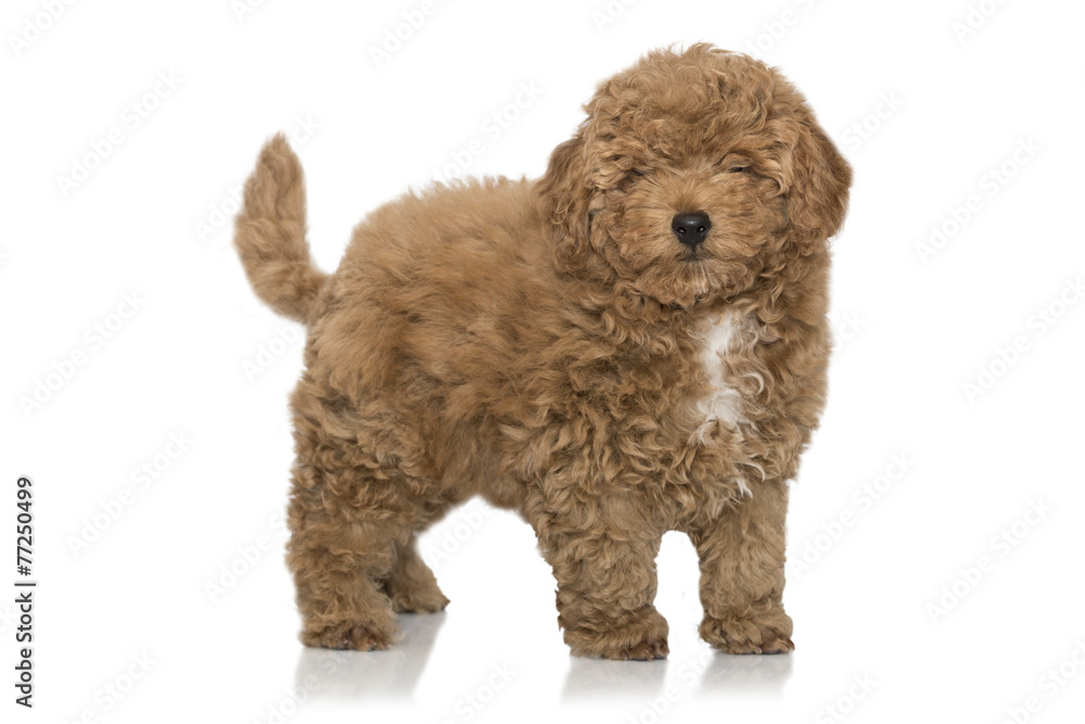 Toy poodle apricot pup in studio isolated on white. Toy poodle apricot pup in studio isolated on white.
