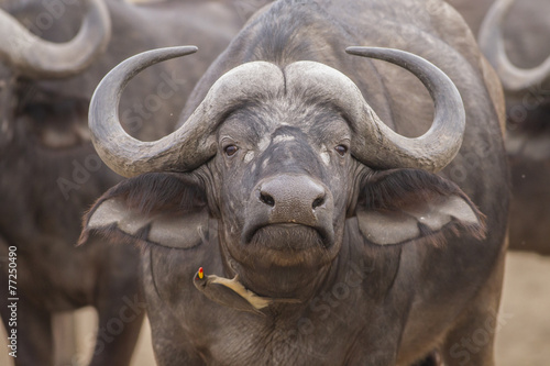 Portrait - Red-billed oxpecker and African Buffalo (Buphagus ery