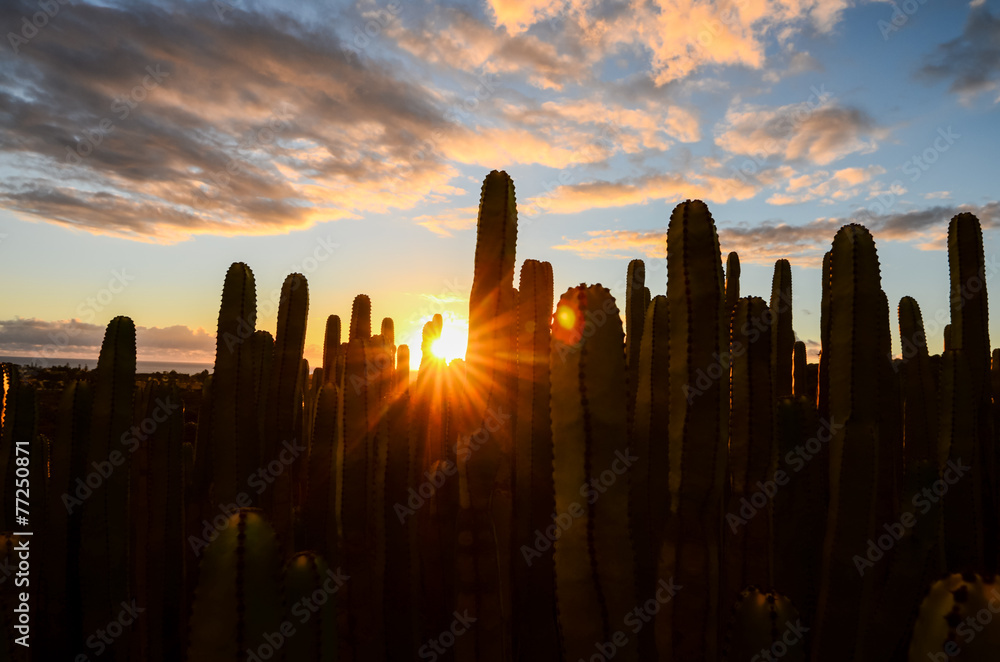 Naklejka premium Calm Cactus Desert Sunset