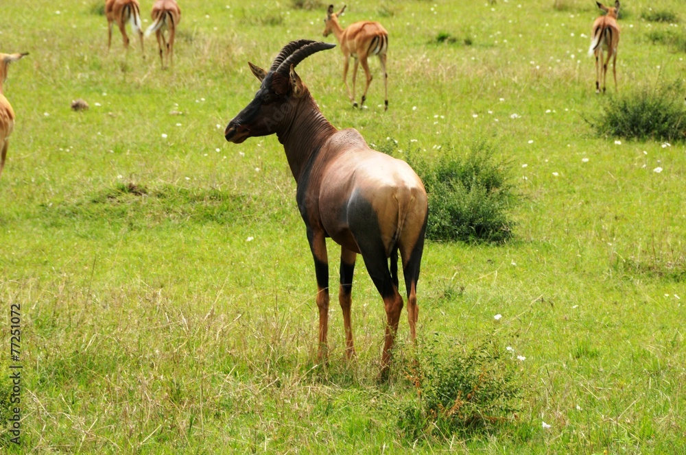 Kuhantilope - Alcelaphus buselaphus - Antilope - Kenia Kuhantilope - Alcelaphus buselaphus - Antilope - Kenia