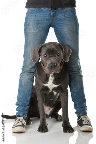 Fototapeta Naklejka Na Ścianę i Meble -  Hund zwischen Beinen