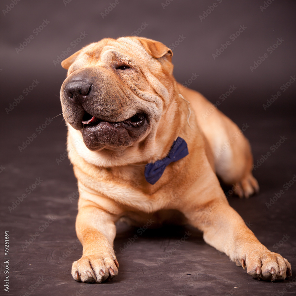 Sharpei dog in studio Sharpei dog in studio