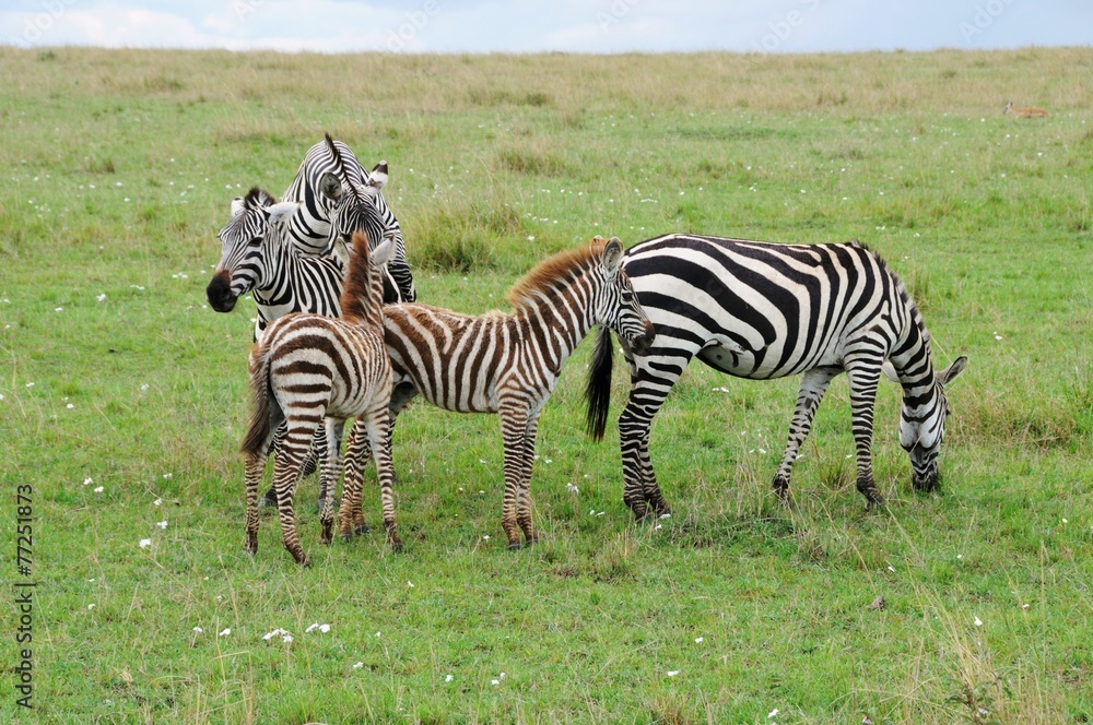 Zebras mit Jungtieren in der Masai Mara - Kenia Zebras mit Jungtieren in der Masai Mara - Kenia
