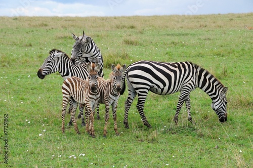 Zebras mit Jungtieren in der Masai Mara - Kenia
