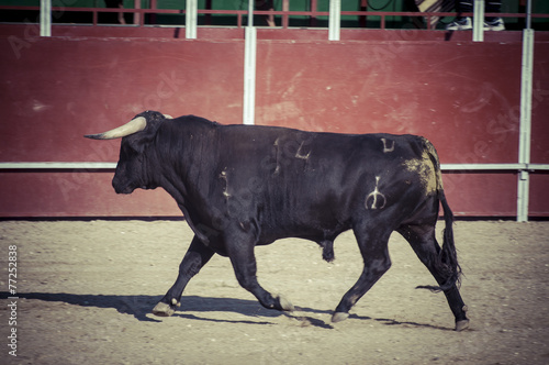 Courage, spectacle of bullfighting, where a bull fighting a bull