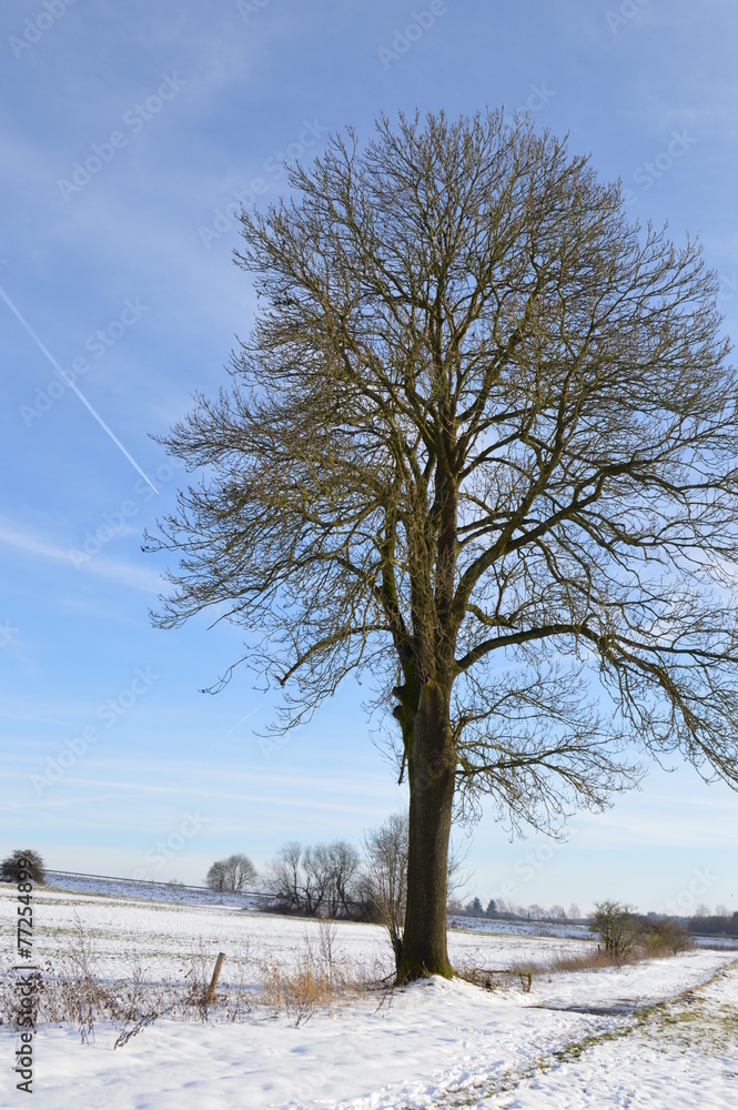 kahler Baum im Winter kahler Baum im Winter