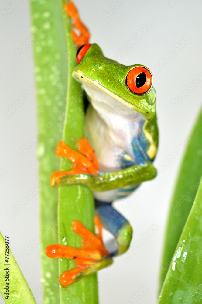 Naklejka premium Red eye frog