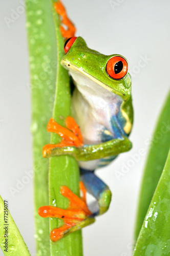 Red eye frog photo