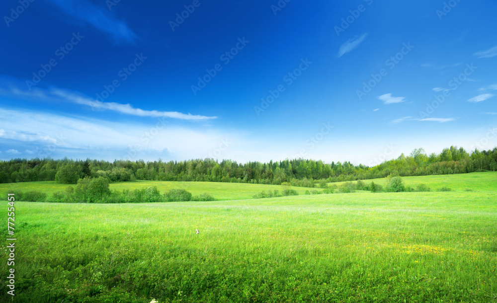 Naklejka premium pole trawy i doskonałe niebo