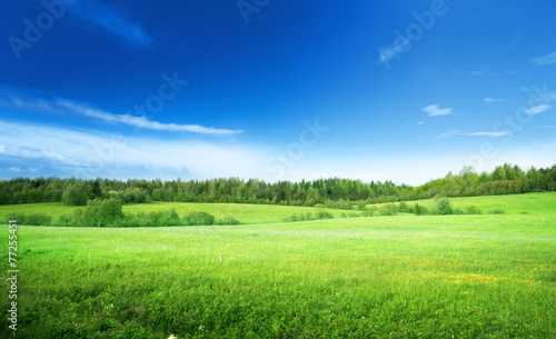 Canvas Print field of grass and perfect sky