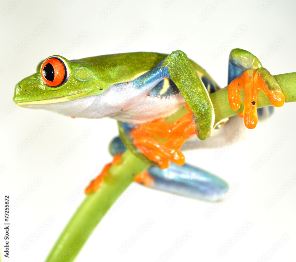 Naklejka premium Red eye frog
