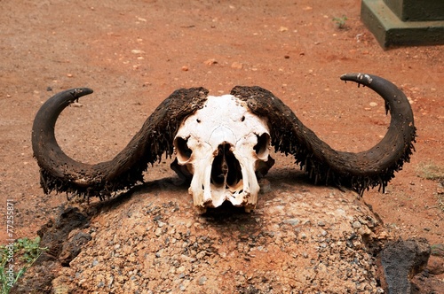 Schwarzb  ffel Skelett - Safarie Tsavo West Nationalpark - Kenia