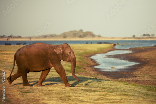 Canvas Print Elephant goes to watering