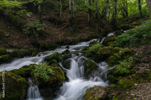 forest stream