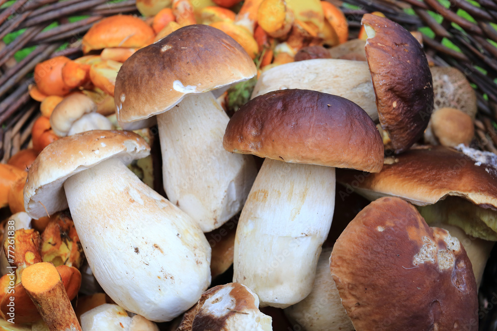 Basket of Mushrooms Basket of Mushrooms