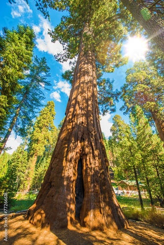 Dekoracja na wymiar  between-sequoias