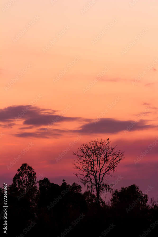 trees silhouette on beautiful sunset background