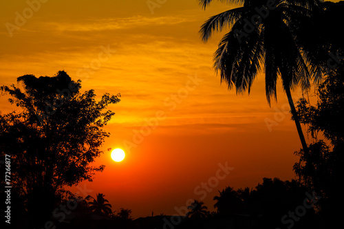 trees silhouette on beautiful sunrise background