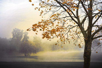 Wandcirkels Herfst Monochroom herfstlandschap in mist  © Pink Badger