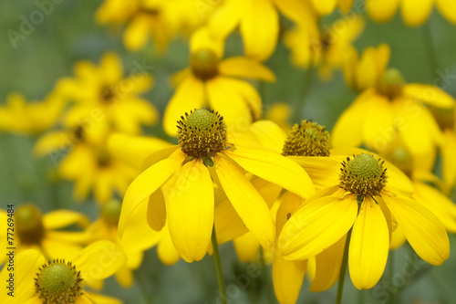 Bright yellow rudbeckia or Black Eyed Susan flowers in the garde