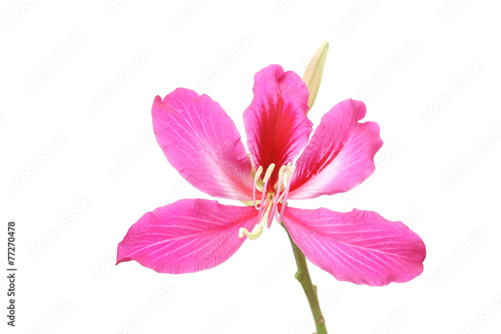 Fototapeta premium Purple Bauhinia