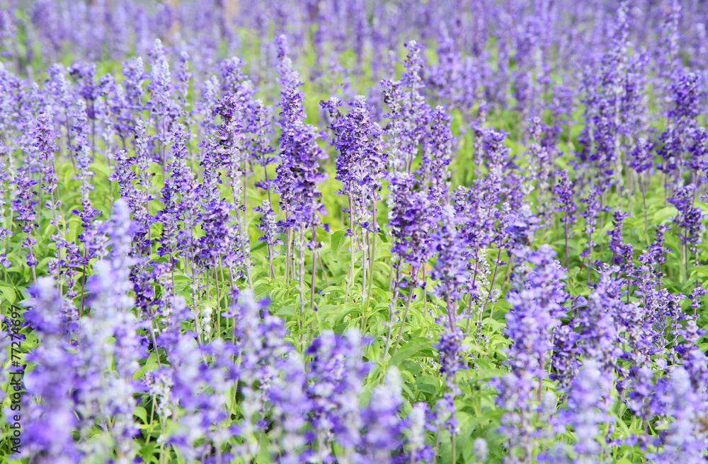 Fototapeta premium Lavender field