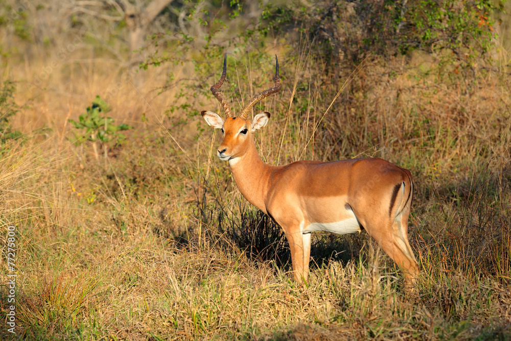 Male impala antelope in natural habitat