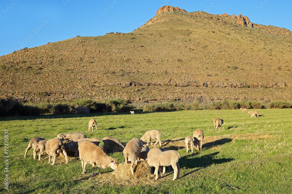 Fototapeta premium Merino sheep grazing on lush green pasture