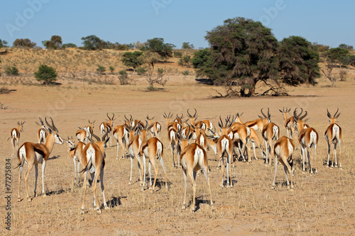 Herd of springbok antelopes, Kalahari desert