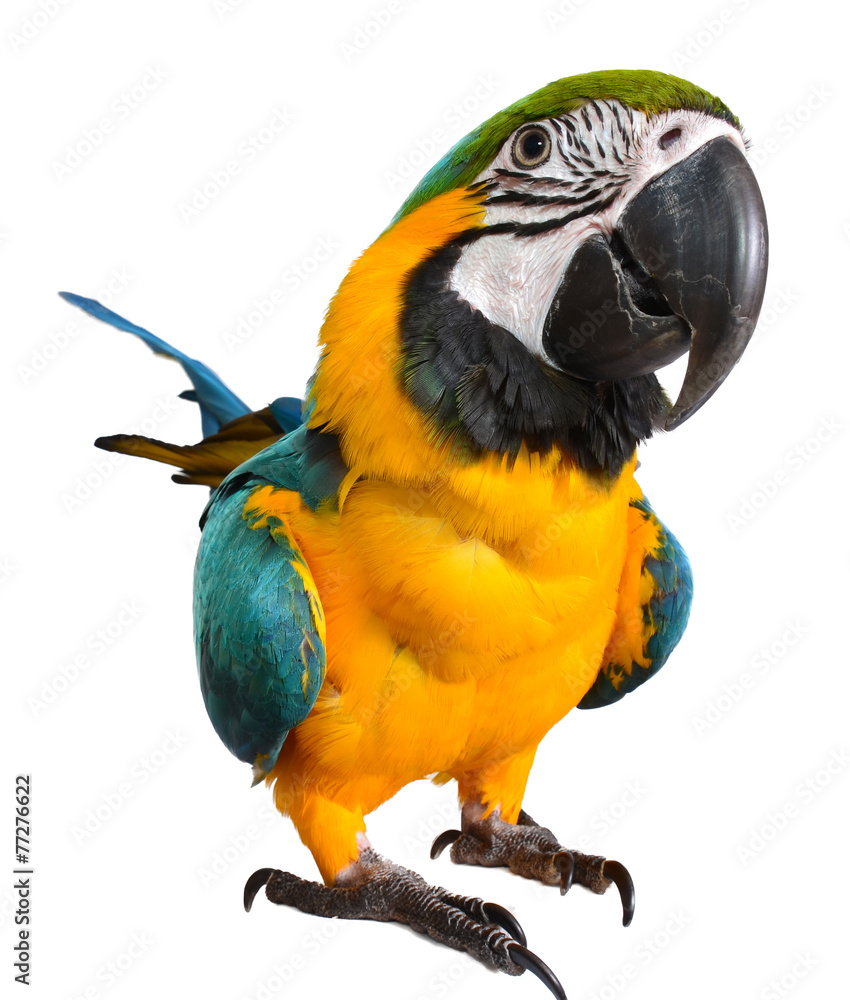 Fototapeta premium Blue and Gold Macaw
