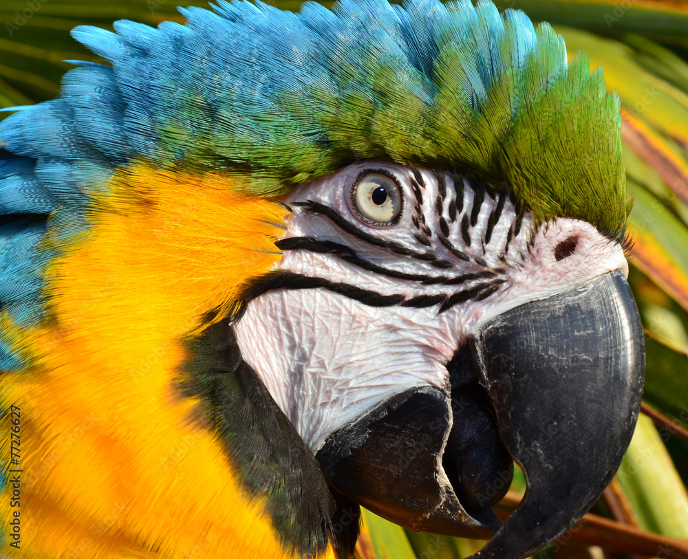 Obraz premium Blue and Gold Macaw
