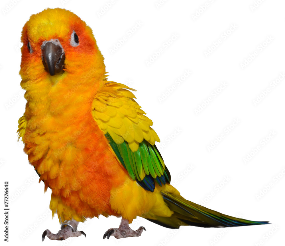 Obraz premium Sun Conure