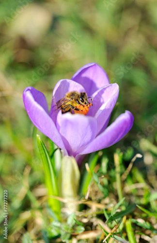 Bee on a purple crocus flower