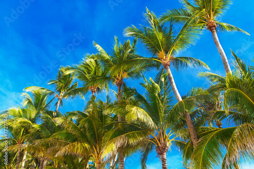 Palm trees on a tropical beach, the sky in the background. Summe