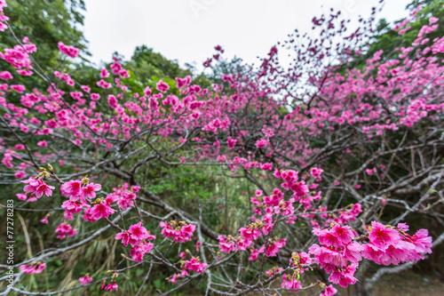 Wallpaper Mural さくら咲く Torontodigital.ca