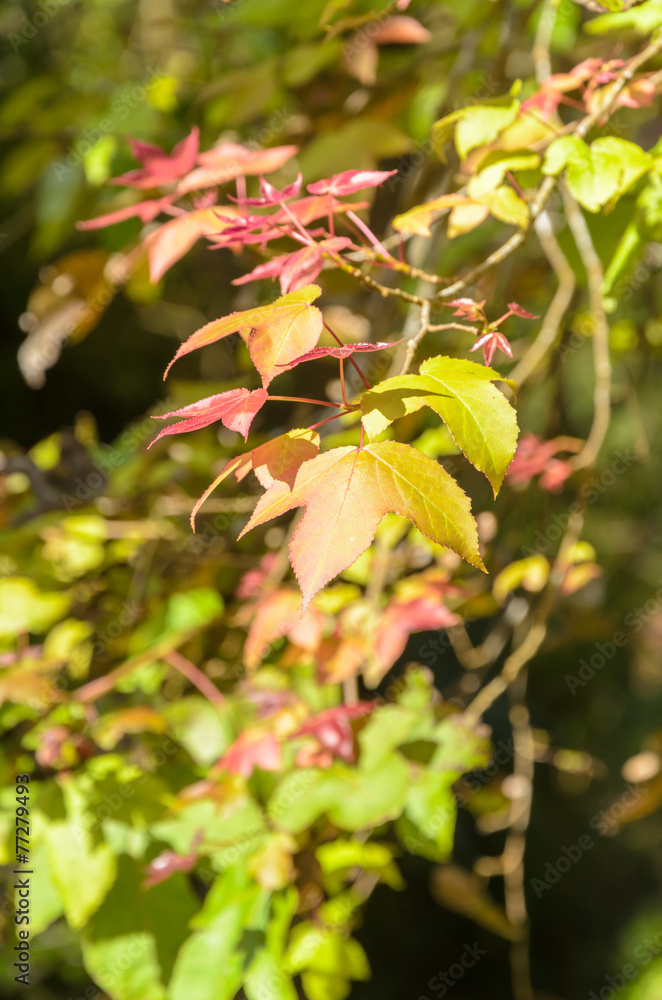 custom made wallpaper toronto digitalliquidambar styraciflua leaf,maple leaves