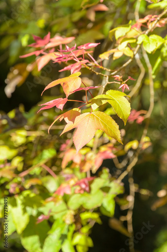 Wallpaper Mural liquidambar styraciflua leaf,maple leaves Torontodigital.ca