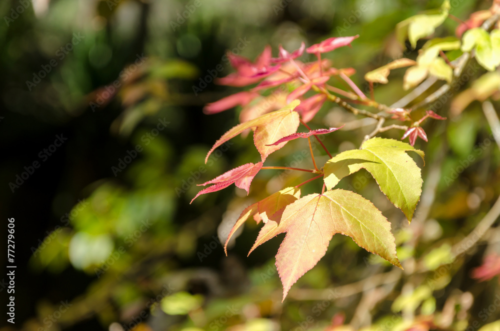 liquidambar styraciflua leaf,maple leaves liquidambar styraciflua leaf,maple leaves