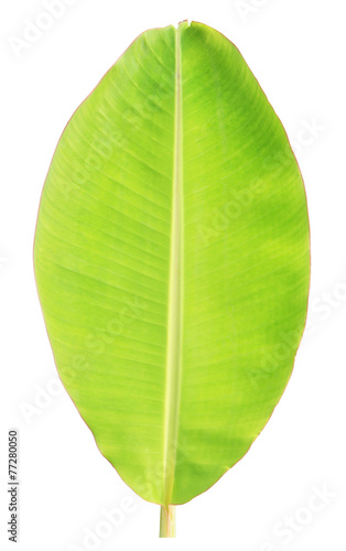 Banana leaf