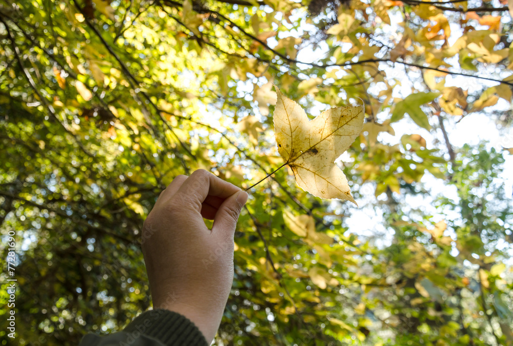 liquidambar styraciflua in hand and show over head liquidambar styraciflua in hand and show over head