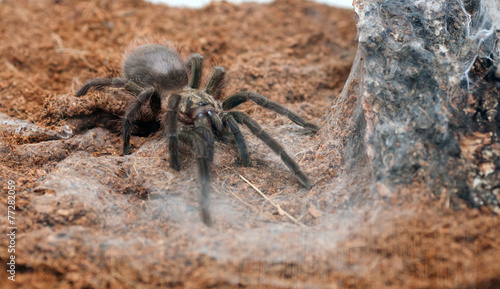 Photography Phormictopus auratus