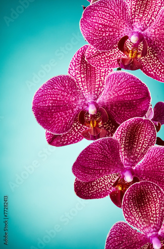 Fototapeta Naklejka Na Ścianę i Meble -  Orchid flowers