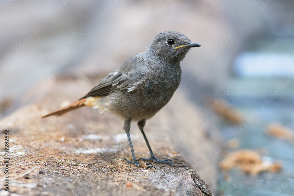 Juvenile Black Redstart Juvenile Black Redstart