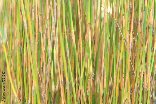 Natural background from sedge tree