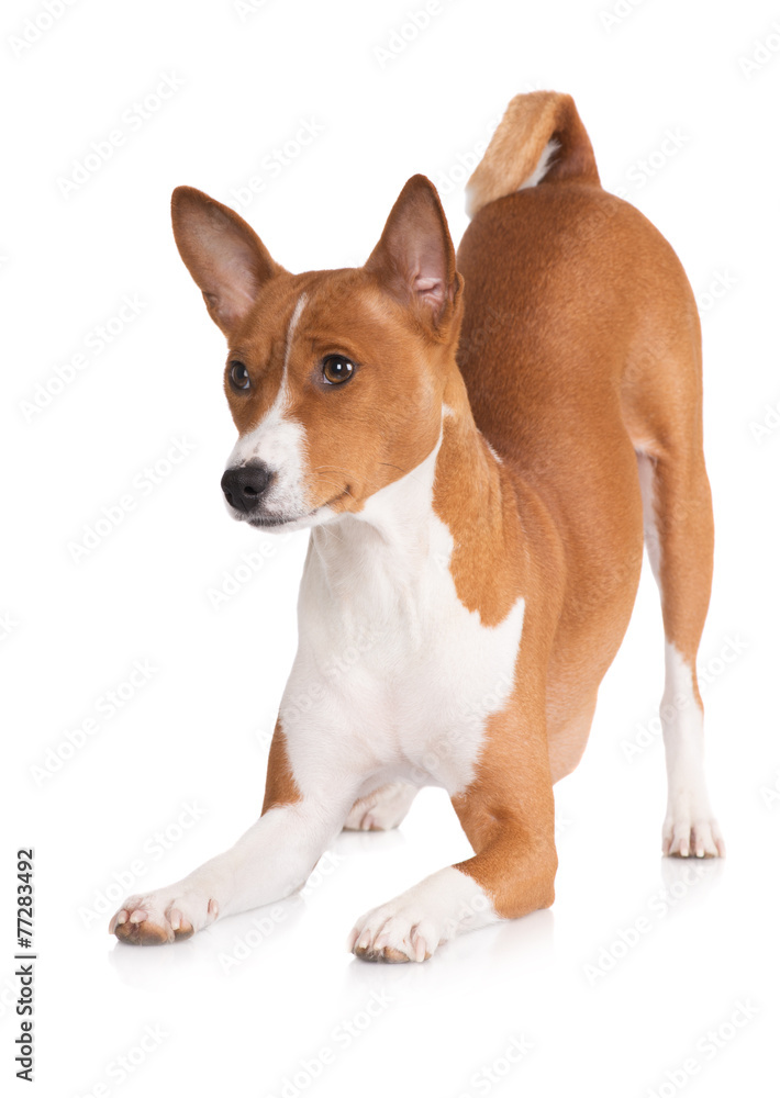 basenji dog bowing down